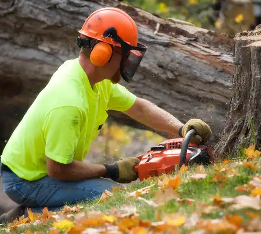 tree services Parchment